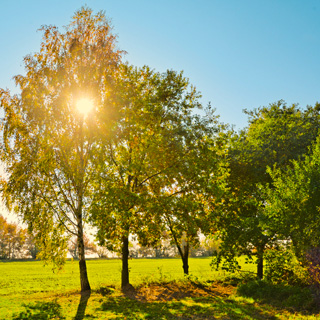 Gedenkbaum-Gruppe von Andrea Konigorski für Christel Bojanowski 